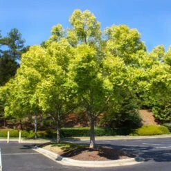Lacebark Chinese Elm Tree -Arbor Day Foundation Store Lacebark Chinese Elm 5 FGT