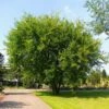 Lacebark Chinese Elm Tree -Arbor Day Foundation Store Lacebark Chinese Elm FGT 600x600 23997011 0eae 492c 9c12 caf0ac94cf44