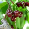Cherry Pollinator Pack -Arbor Day Foundation Store Lapins Cherry Tree BB 600x600 14d644b0 a96f 42f7 881b d9835ccbefab