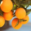Lane Late Navel Orange -Arbor Day Foundation Store Late Lane Orange FGT 600x600 c4f236f7 c645 4f93 8660 8105f35ecf3a