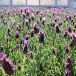 Lavender Standard Topiary Tree -Arbor Day Foundation Store Lavender Trees 1