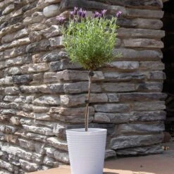 Lavender Standard Topiary Tree -Arbor Day Foundation Store Lavender Trees 2