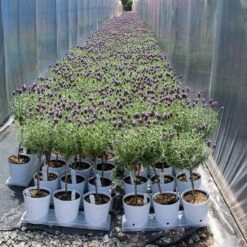 Lavender Standard Topiary Tree -Arbor Day Foundation Store Lavender Trees 4