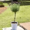 Lavender Standard Topiary Tree -Arbor Day Foundation Store Lavender Trees 600x600 2