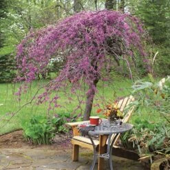 Lavender Twist® Weeping Redbud Tree 8 Lavender Twist® Weeping Redbud Tree -Arbor Day Foundation Store Lavender Twist Redbud 1