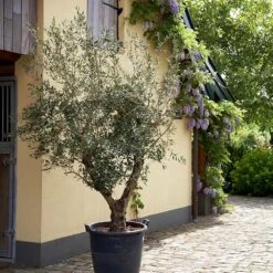 Lecciana Olive Tree -Arbor Day Foundation Store Lecciana Olive Tree 2