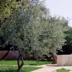 Lecciana Olive Tree -Arbor Day Foundation Store Lecciana Olive Tree 3