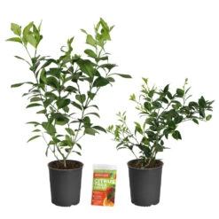 Meyer Lemon + Key Lime Bush Pack 13 Meyer Lemon + Key Lime Bush Pack -Arbor Day Foundation Store Lemon and LimeBushes 2