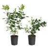 Meyer Lemon + Key Lime Bush Pack -Arbor Day Foundation Store Lemon and LimeBushes 600x600 f4eb854f 8bc3 4a71 97e4 c0c5ff000e80