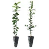 Meyer Lemon + Key Lime Tree Pack -Arbor Day Foundation Store Lemon and LimeTrees 600x600 7e66b743 a12b 4add 8d38 f0bb875cf7b0