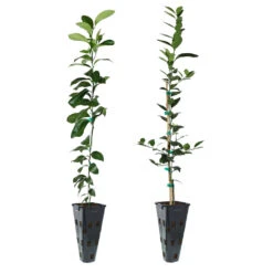 Meyer Lemon + Key Lime Tree Pack -Arbor Day Foundation Store Lemon and LimeTrees 91ce8611 fcee 4431 8480 d36e7e121b7e