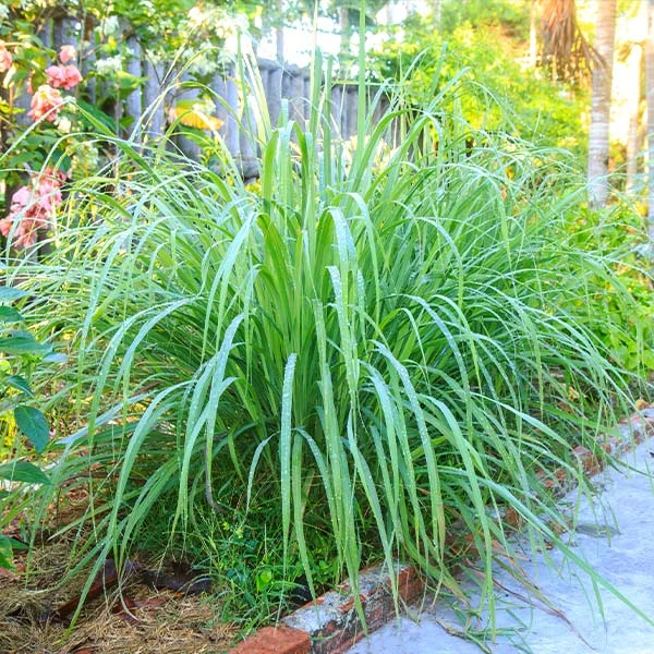 Lemon Grass Plant (Cymbopogon Citratus) 3 Lemon Grass Plant (Cymbopogon Citratus)
