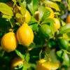 Lemon-Lime Citrus Tree 1 Lemon-Lime Citrus Tree -Arbor Day Foundation Store Lemon Lime Tree 600x600 616fe761 01f2 42d7 99a0 86043adb6fb6