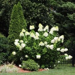 Limelight Hydrangea Shrub 12 Limelight Hydrangea Shrub -Arbor Day Foundation Store Limelight Hydrangea 5 FGT