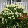 Limelight Hydrangea Shrub -Arbor Day Foundation Store Limelight Hydrangea FGT 600x600 1b72fac0 3424 494c bbd3 2c549418a840