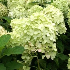 Limelight Hydrangea Tree -Arbor Day Foundation Store Limelight Hydrangea Tree 4 FGT