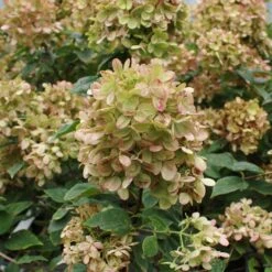 Limelight Hydrangea Tree -Arbor Day Foundation Store Limelight Hydrangea Tree 5 FGT