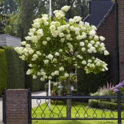 Limelight Hydrangea Tree -Arbor Day Foundation Store Limelight Hydrangea Tree 6 FGT