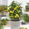 Limequat Citrus Tree -Arbor Day Foundation Store Limequat FGT 600x600 a92ccace c4ae 4bc6 a976 3c1e0bd252e5