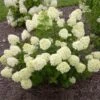 Little Lime® Hydrangea Shrub -Arbor Day Foundation Store Little Lime Hydrangea FGT 600x600 150b7ad3 a003 4a12 a633 4233f3f7f0de