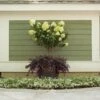 Little Lime® Hydrangea Tree -Arbor Day Foundation Store Little Lime Hydrangea Tree FGT 600x600 8abf1497 fc93 48ff aa3f 18b14e3783a1