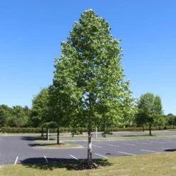 Tulip Poplar 'Little Volunteer' -Arbor Day Foundation Store Little Volunteer Poplar 1