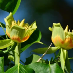 Tulip Poplar 'Little Volunteer' -Arbor Day Foundation Store Little Volunteer Poplar 2
