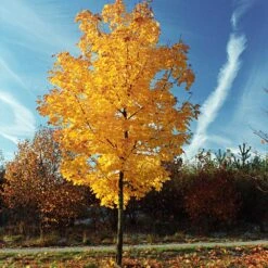Tulip Poplar 'Little Volunteer' -Arbor Day Foundation Store Little Volunteer Poplar 3
