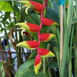 Lobster Claw Plant -Arbor Day Foundation Store Lobster Claw 6