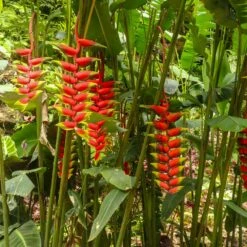 Lobster Claw Plant -Arbor Day Foundation Store Lobster Claw 7 FGT