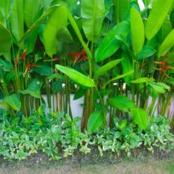 Lobster Claw Plant -Arbor Day Foundation Store Lobster Claw 9