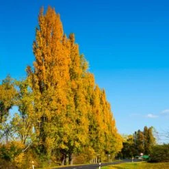 Lombardy Poplar Tree -Arbor Day Foundation Store Lombardy Poplar 5 FGT