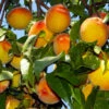 Loring Peach Tree (USDA Organic) -Arbor Day Foundation Store Loring Peach 600x600 bcd54c64 5541 46c2 a509 5c41a78c8801