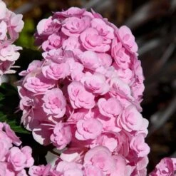 Love Hydrangea -Arbor Day Foundation Store Love Hydrangea 2 FGT