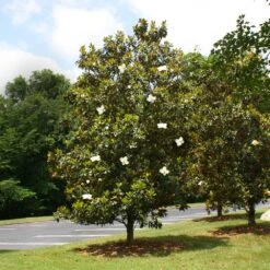 Little Gem Magnolia Tree 9 Little Gem Magnolia Tree -Arbor Day Foundation Store Lttle Gem Magnolia 4