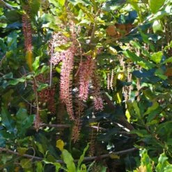 Macadamia Nut Tree -Arbor Day Foundation Store Macadamia Nut Tree 2