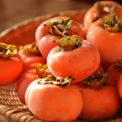 Weeping Persimmon -Arbor Day Foundation Store Magic Fountain Weeping Persimmon 2