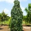 Weeping Persimmon -Arbor Day Foundation Store Magic Fountain Weeping Persimmon 600x600 bc23161f b03d 405c b030 48913a5cb84e