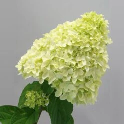 Magical® Candle Hydrangea Shrub -Arbor Day Foundation Store Magical Candle 2