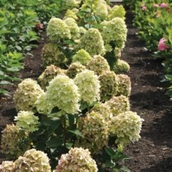 Magical® Candle Hydrangea Shrub -Arbor Day Foundation Store Magical Candle 3