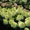 Magical® Candle Hydrangea Shrub -Arbor Day Foundation Store Magical Candle 600x600 FGT