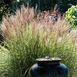 Morning Light Miscanthus -Arbor Day Foundation Store Maiden Grass Morning light 2 FGT