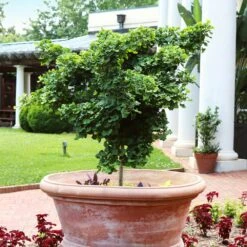 Ginkgo Biloba 'Mariken' Tree -Arbor Day Foundation Store Mairken Ginkgo 1 FGT