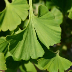 Ginkgo Biloba 'Mariken' Tree -Arbor Day Foundation Store Mairken Ginkgo 4 FGT