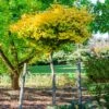 Ginkgo Biloba 'Mariken' Tree -Arbor Day Foundation Store Mairken Ginkgo 6 FGT