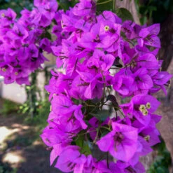 Majestic Purple Bougainvillea -Arbor Day Foundation Store Majestic Purple Bougainvillea 4 FGT