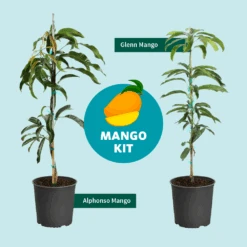 Alphonso Mango 15 Alphonso Mango -Arbor Day Foundation Store Mango Kit Graphic dc77f6db ee29 43d2 85de 9f3718171195