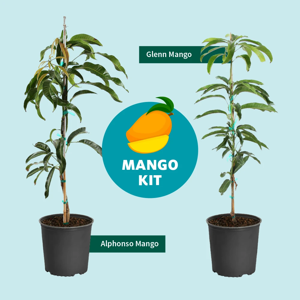 Alphonso Mango 9 Alphonso Mango - Image 7