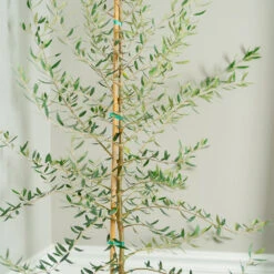 Manzanillo Olive Tree -Arbor Day Foundation Store Manzanilla Olive Tree 2