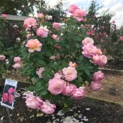 Marc Chagall™ Rose -Arbor Day Foundation Store Marc Chagall